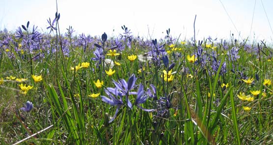 A cluster of camas and buttercups blossom near the Jakle's Lagoon/Mt. Finlayson trailhead. Photo by Mike Vouri.