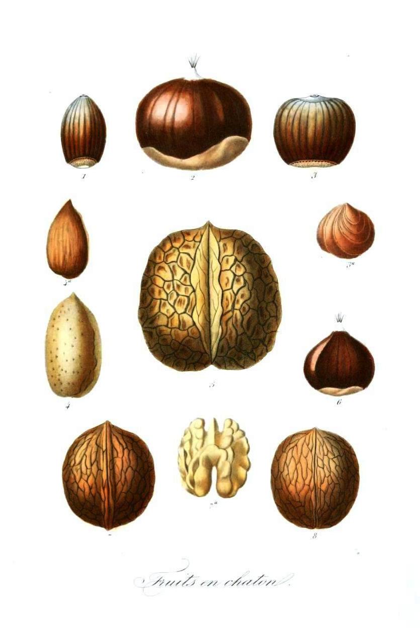 Nut Identification Chart