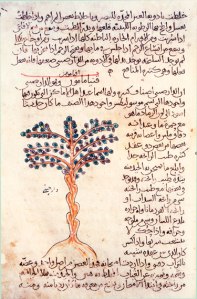 Cinnamon tree depicted in 10th-century Arabic manuscript.  Image courtesty Wikimedia Commons.